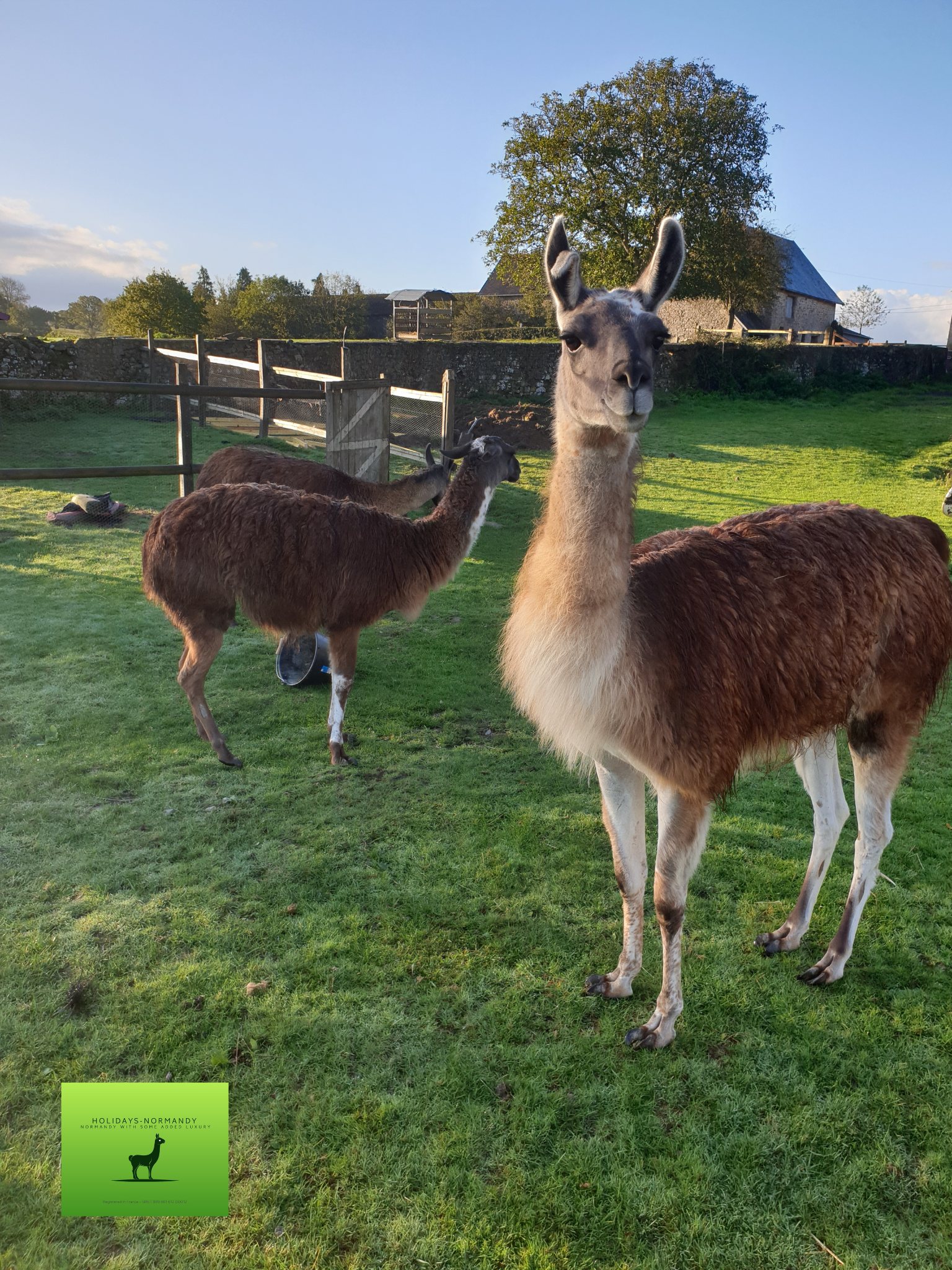 our resident llamas